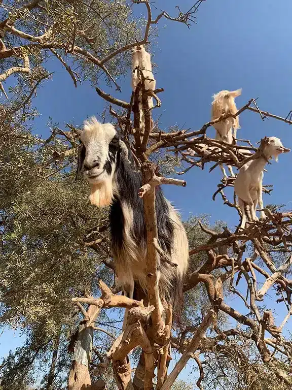 Goats in a tree in Morocco