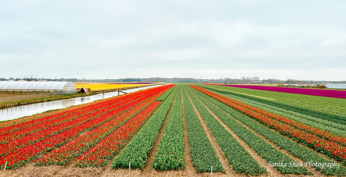 colorful tulip fields in the netherlands 