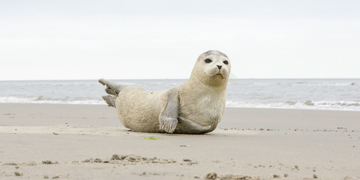 cute sea lion on the coast of Ameland in the Netherlands 