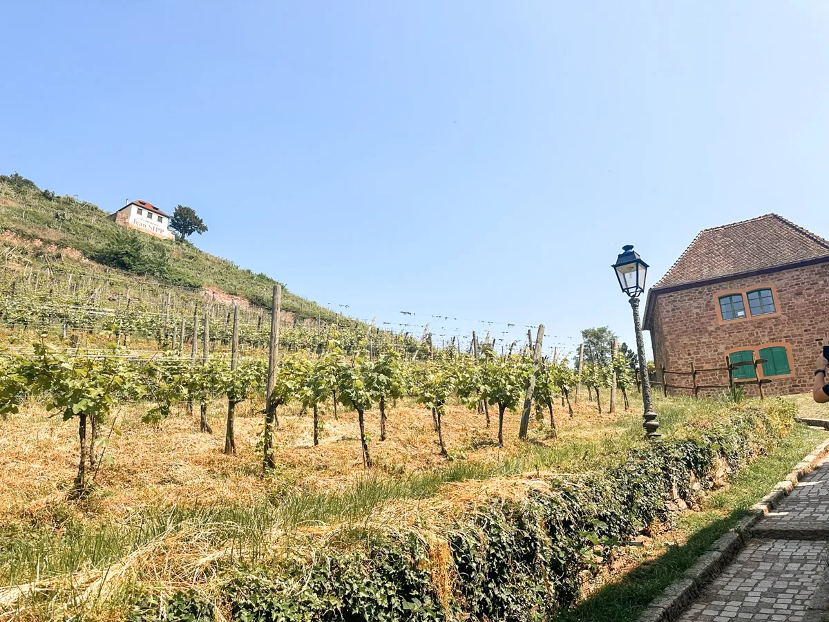 vineyard on a hill in ribeauville on the alsace wine route 