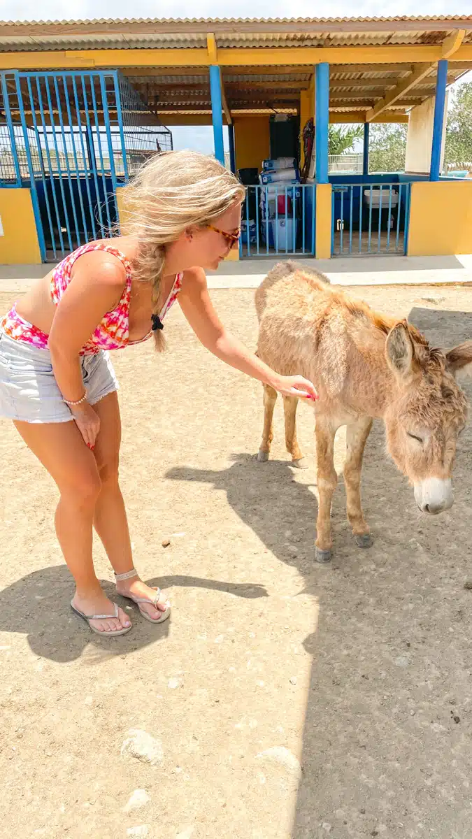 the author petting a baby donkey