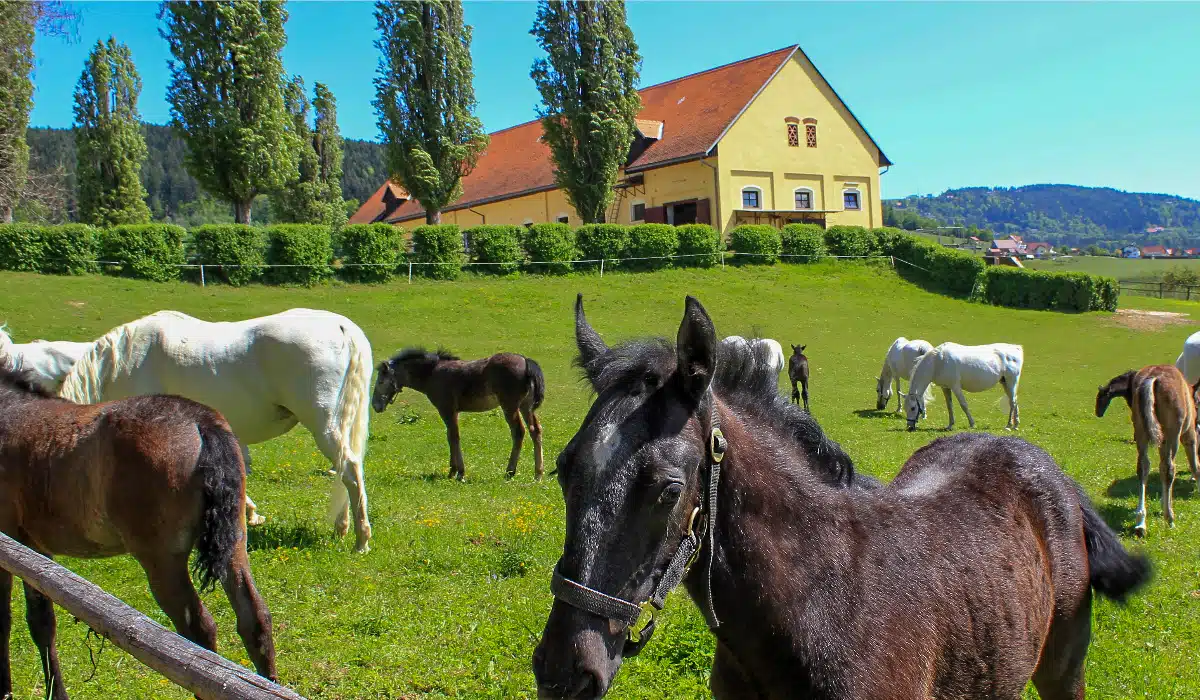 Gestüt Piber with cute little Lippizan horses in front 