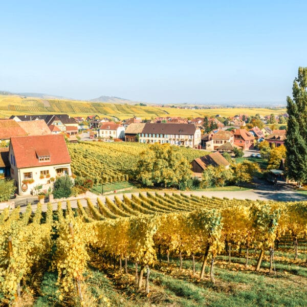 alsace vineyard inf all with beautiful fall colors