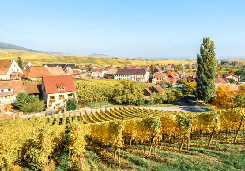 alsace vineyard inf all with beautiful fall colors