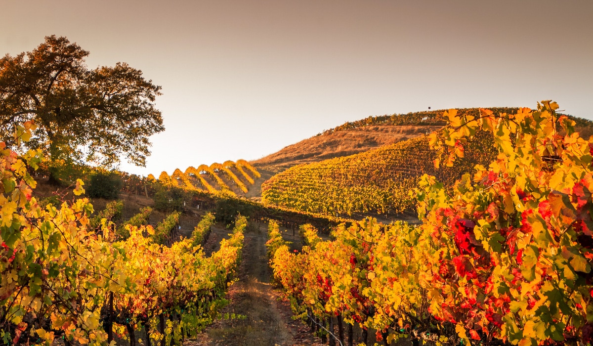 vineyards in bordeaux in fall with orange foliage