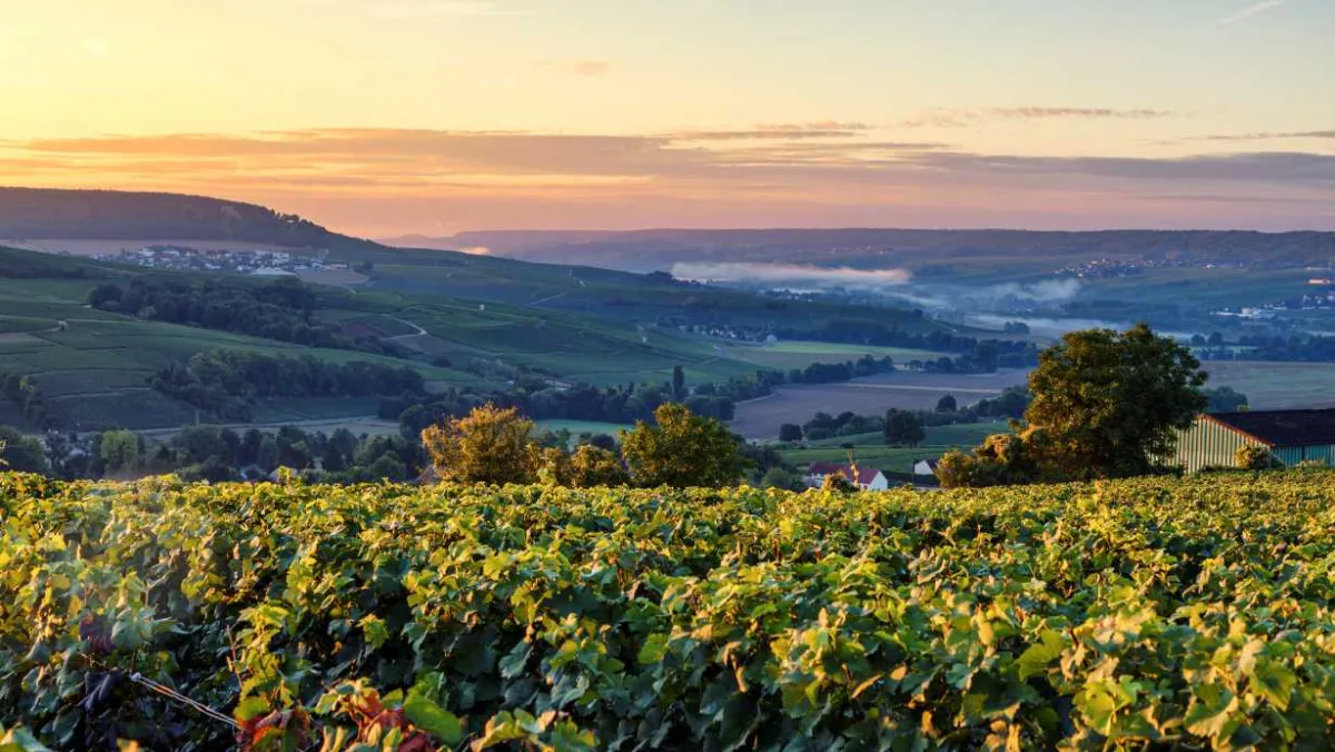 landscape of the champagne region in france with beautiful vineyards and hills and nice sunset 