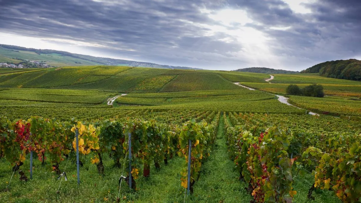 picture of rolling hills and vineyards and dark sky with a little sunshine