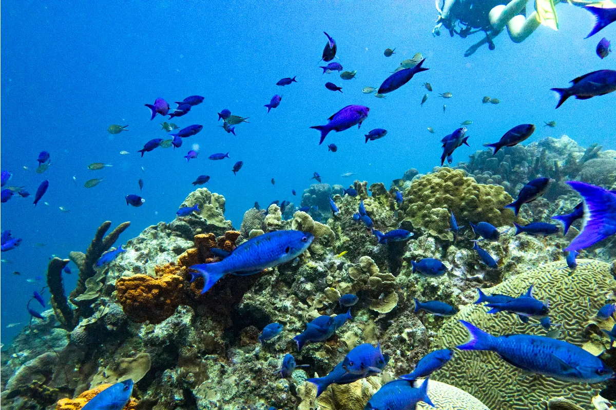 colorful school of fish swimming along beautiful corals and sponges 