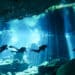 night diving curacao