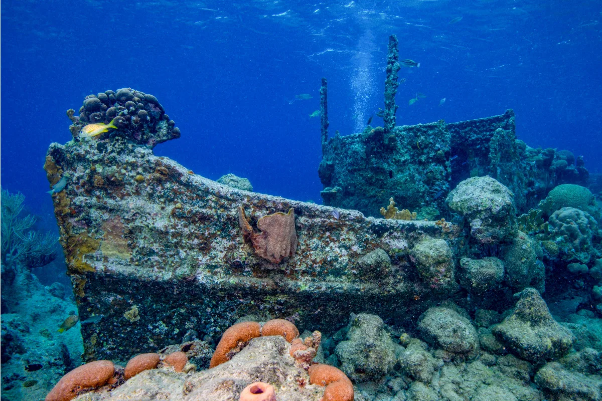 picture of the sunken cargoship superior producer and the front side is covered in beautiful coral and fish swimming 