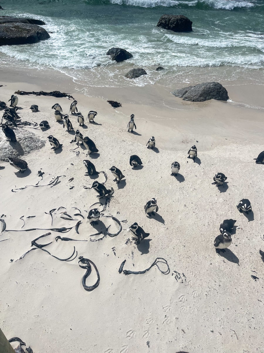 cute little penguins on famous boulders beach