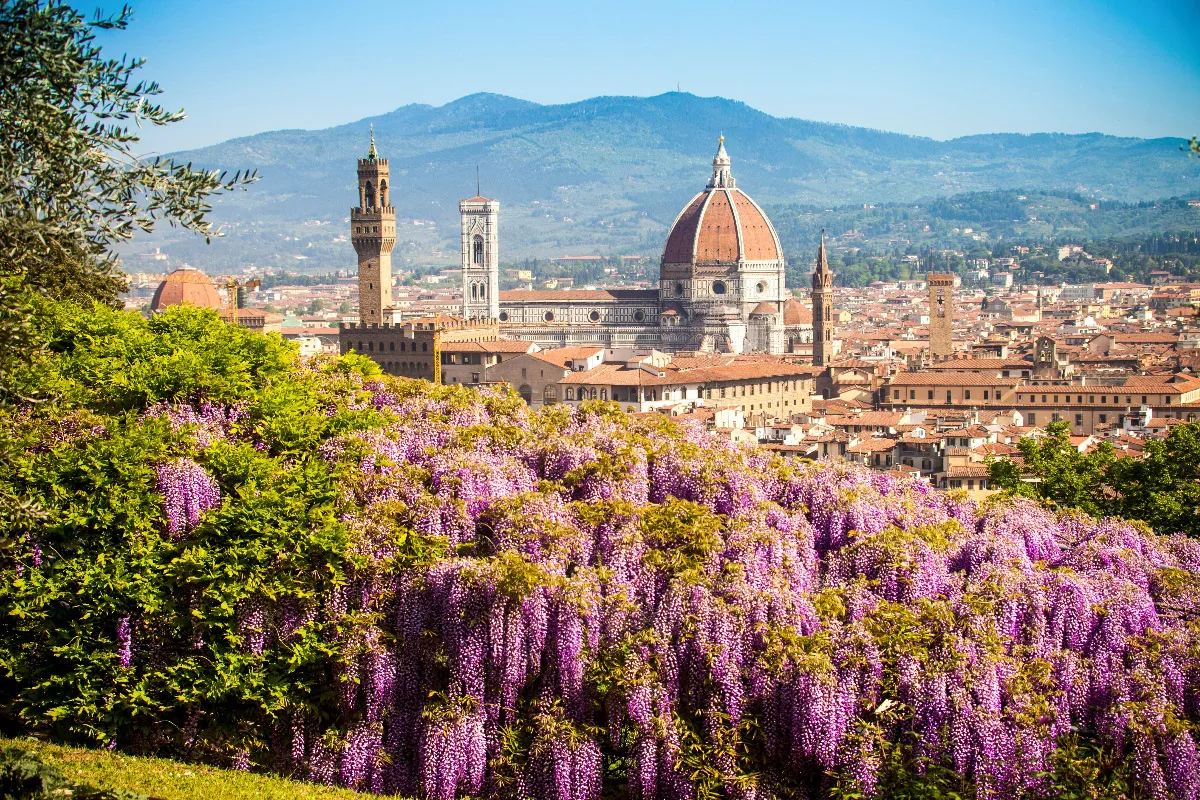 stunning view over the dome of florence from the bardini gardens with beautiful purple wiseria