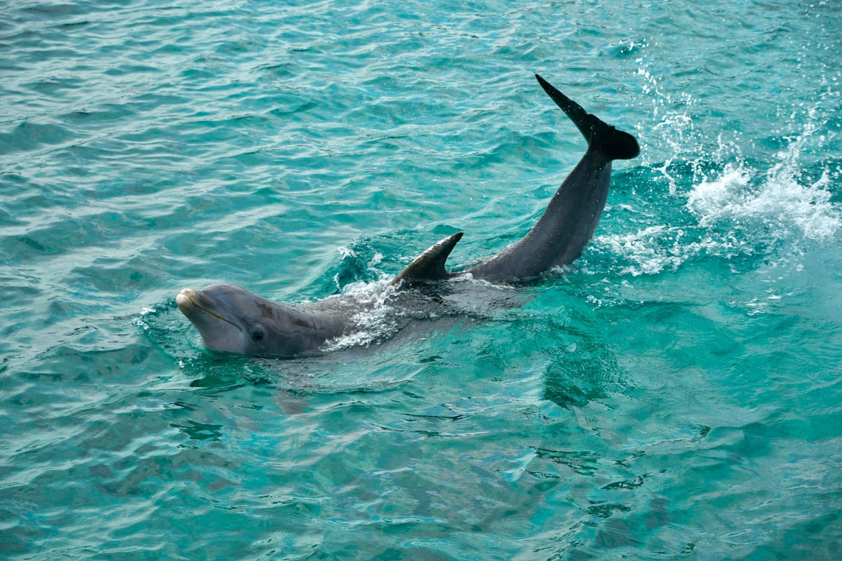 cute dolphin making a small show in nicely blue waters in sea aquarium