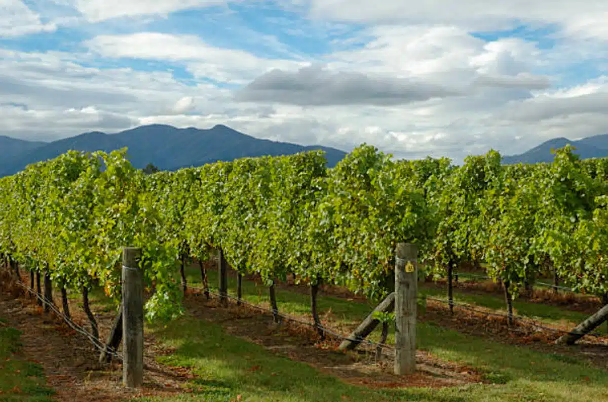 beautiful vineyards in the blue mountains at dryridge local winery