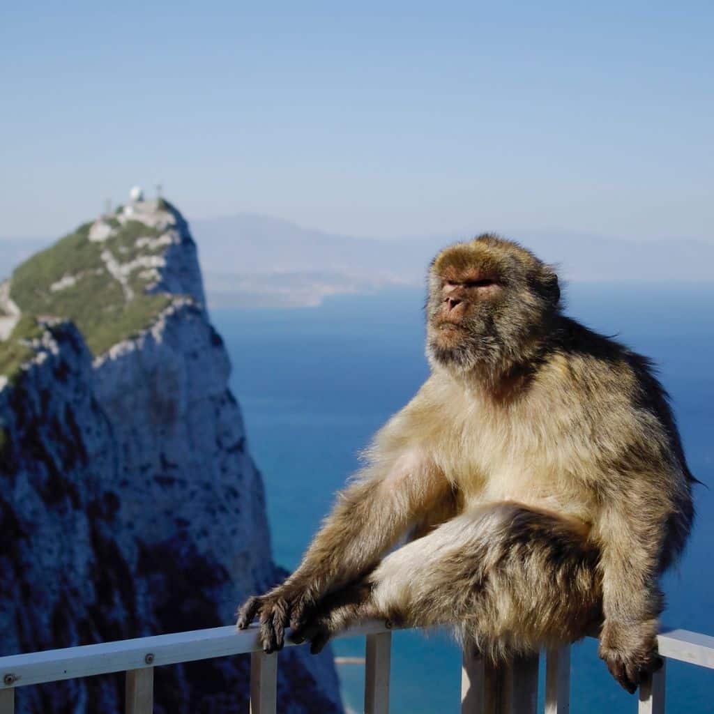 cute little monkey sitting on a fence with a view of the ocean in the background