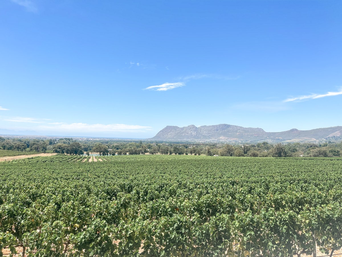 view of constantia wine fields over the city and the ocean in the background
