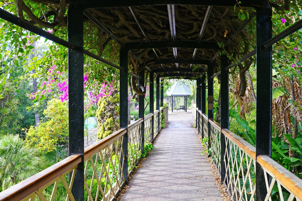 stunning picture of the alameda botanical gardens with a tunnel covered in green plants and pink flowers 