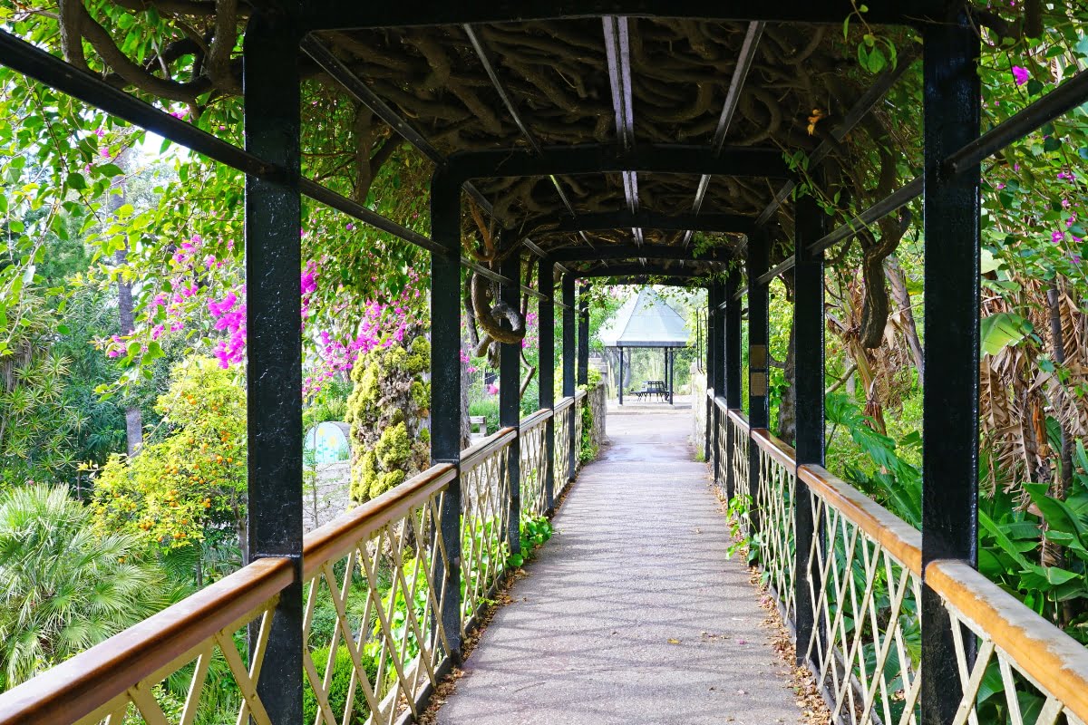 stunning picture of the alameda botanical gardens with a tunnel covered in green plants and pink flowers