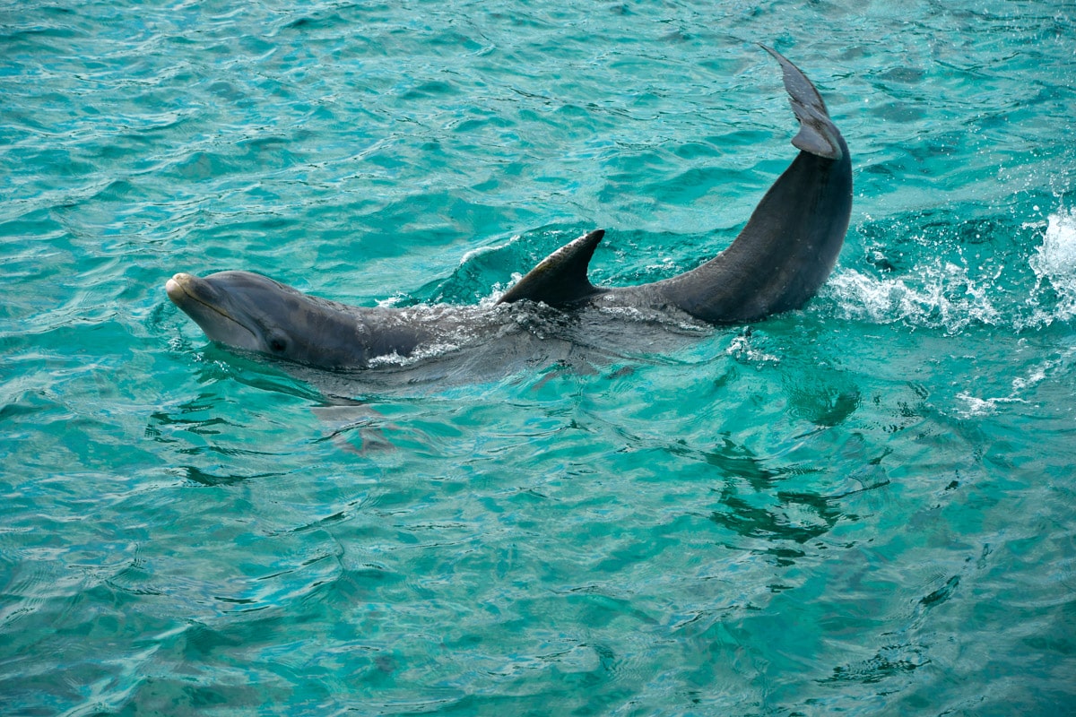cute dolphin playing in the water 