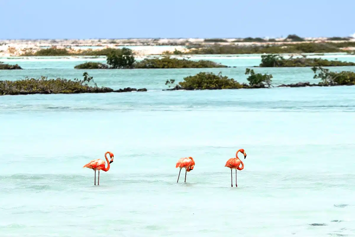orange flamingos in bonaire in the water
