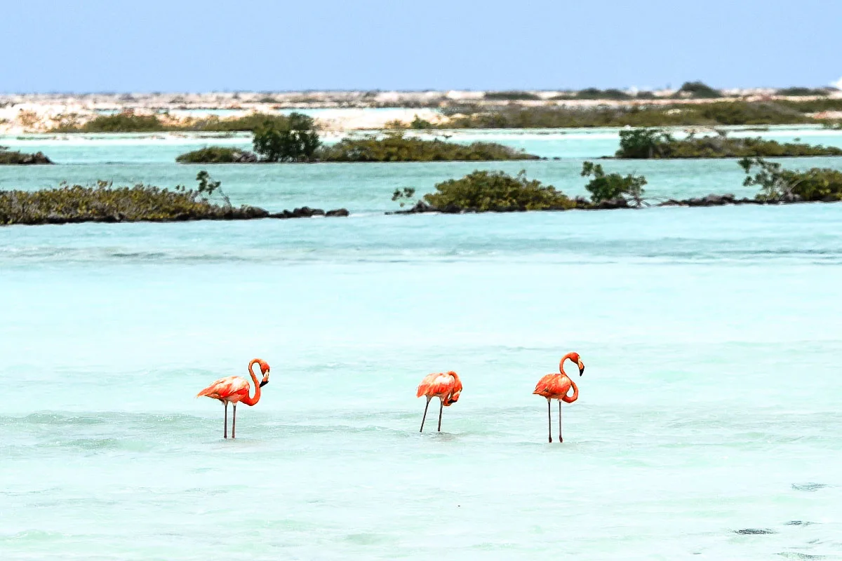 Three vibrant pink flamingos standing in shallow turquoise waters with a backdrop of green mangroves and a clear sky, reflecting a peaceful wildlife habitat.