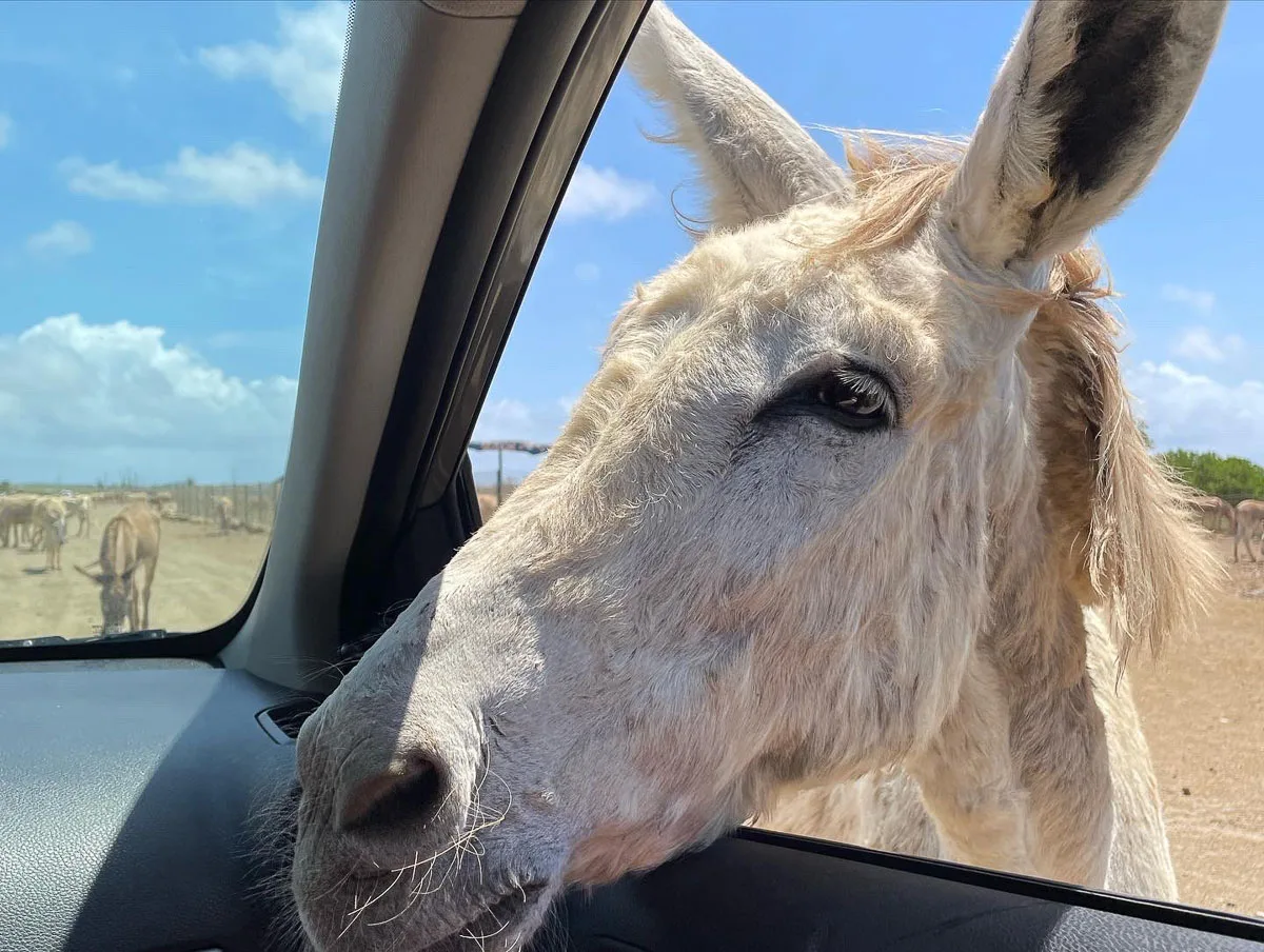 A curious donkey poking its head into a car window, with a backdrop of other donkeys in a dry, fenced field under a blue sky with white clouds. the bonaire donkey sanctuary is an amazing place to visit from cruise port