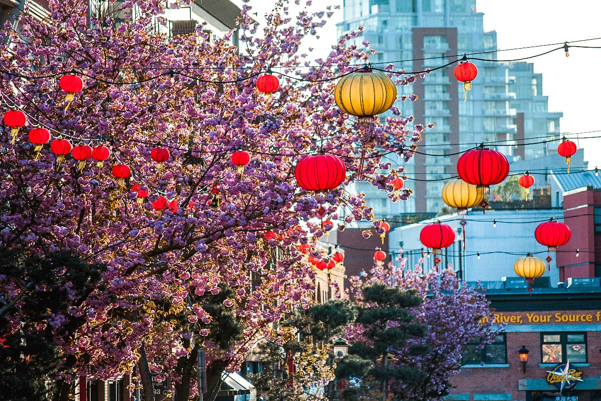 picture of spring tree with cherry blossom in china town of victoria, canada