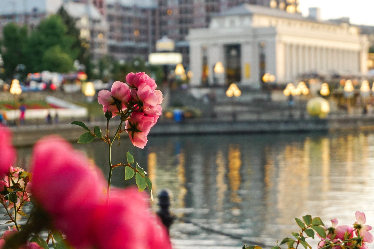 beautiful rose in focus with famous buildings of victoria bc in the background
