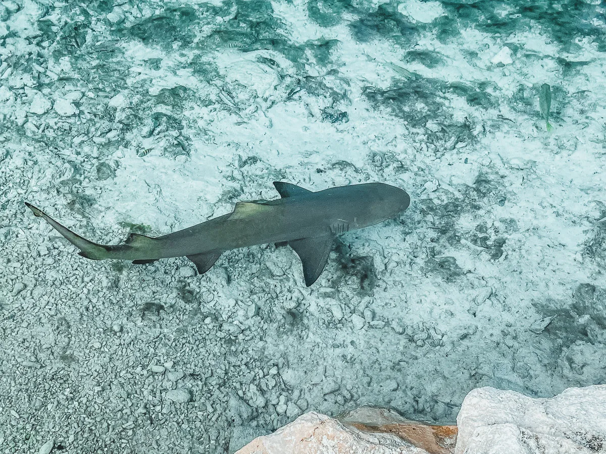 small nursery shark swimming around the ocean 