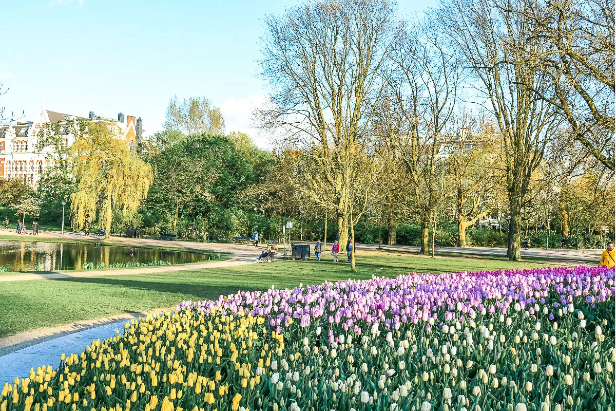 A serene view of the Vondelpark in Amsterdam with lush green trees and a pond reflecting the clear sky. The foreground is bright with rows of blooming yellow and purple tulips, highlighting the park's springtime beauty.