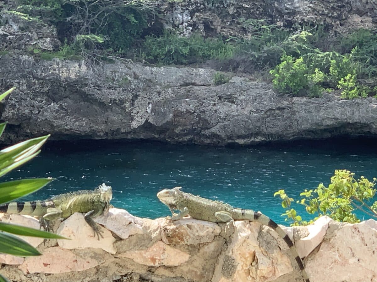 two iguanas chilling in the sun at playa lagun and relaxing 