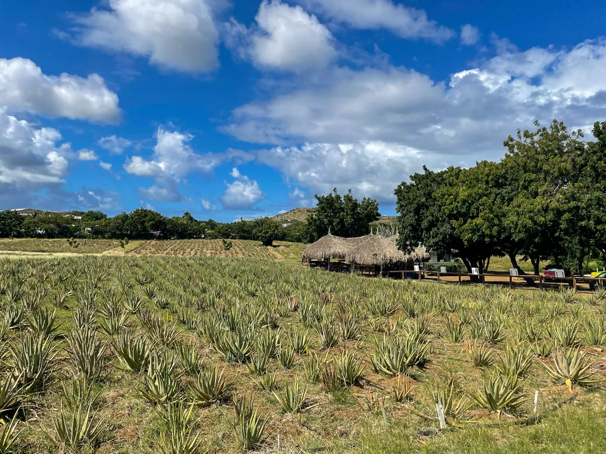 ows of agave plants stretch across a field in Curaçao under a cloud-speckled sky, near a traditional thatched-roof hut, a scene capturing the island's agricultural heritage and natural beauty