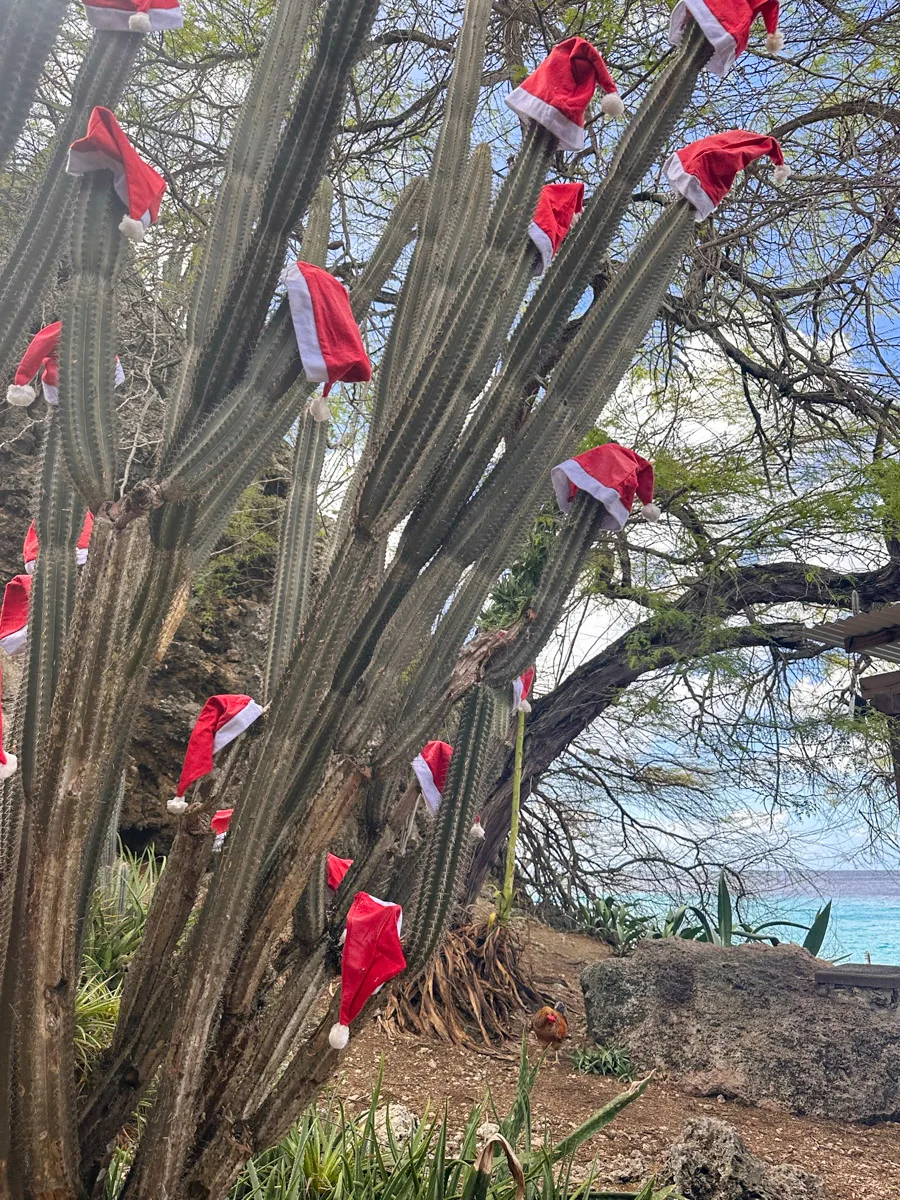 A unique Christmas decoration of a cactus adorned with Santa hats, set against a backdrop of blue sky and coastal views.
