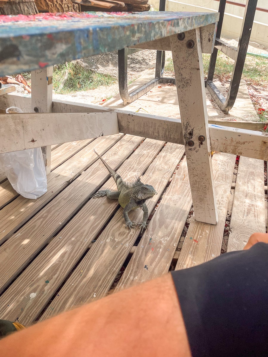 A curious iguana on a wooden deck with worn white paint, peeking out beneath a blue-painted bench splattered with colorful paint drops.