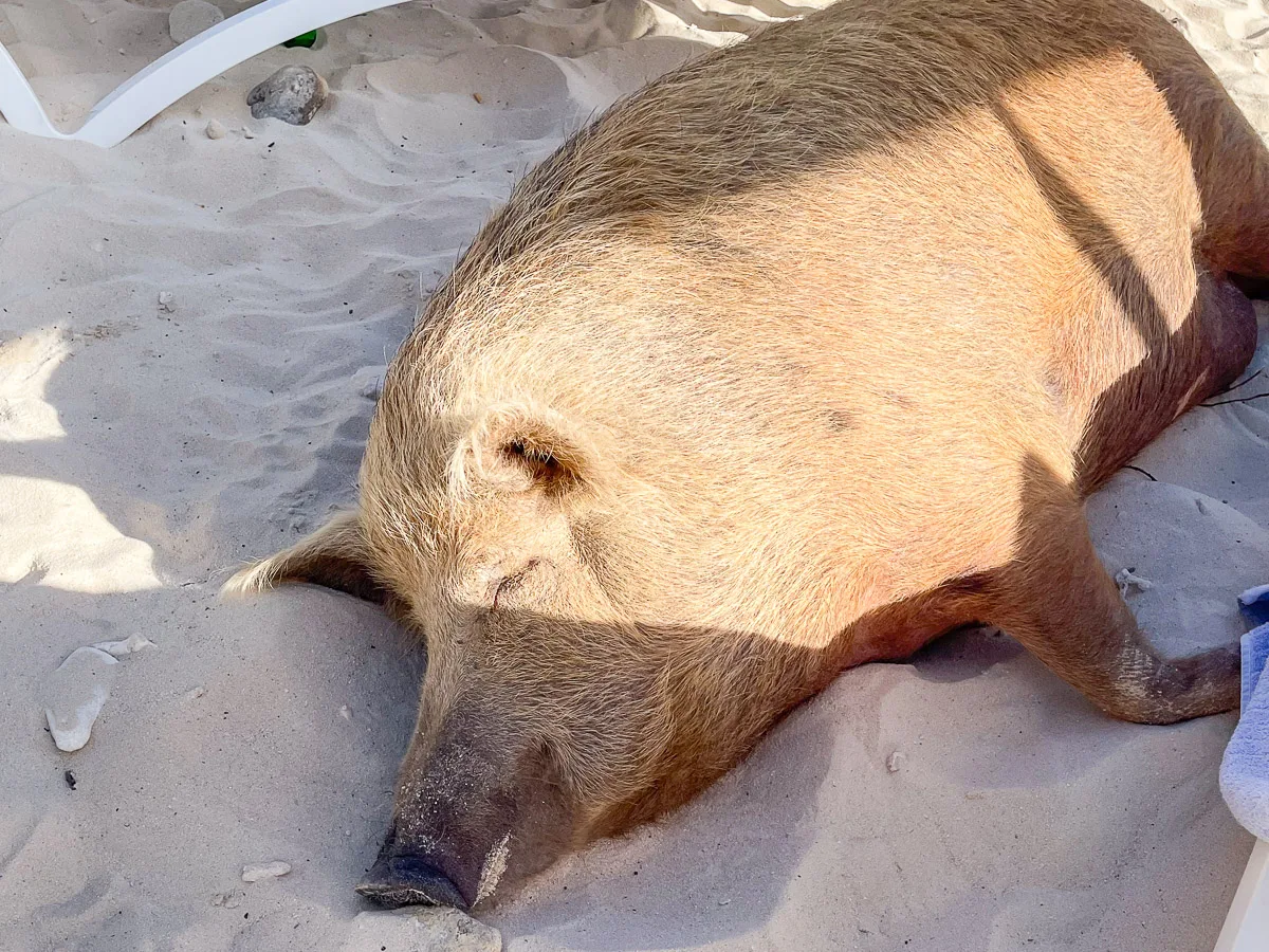 A close-up of a relaxed pig lying on the sandy beach, seemingly enjoying the warmth of the sun, with a serene and content expression. Pigs of Playa Porto Mari