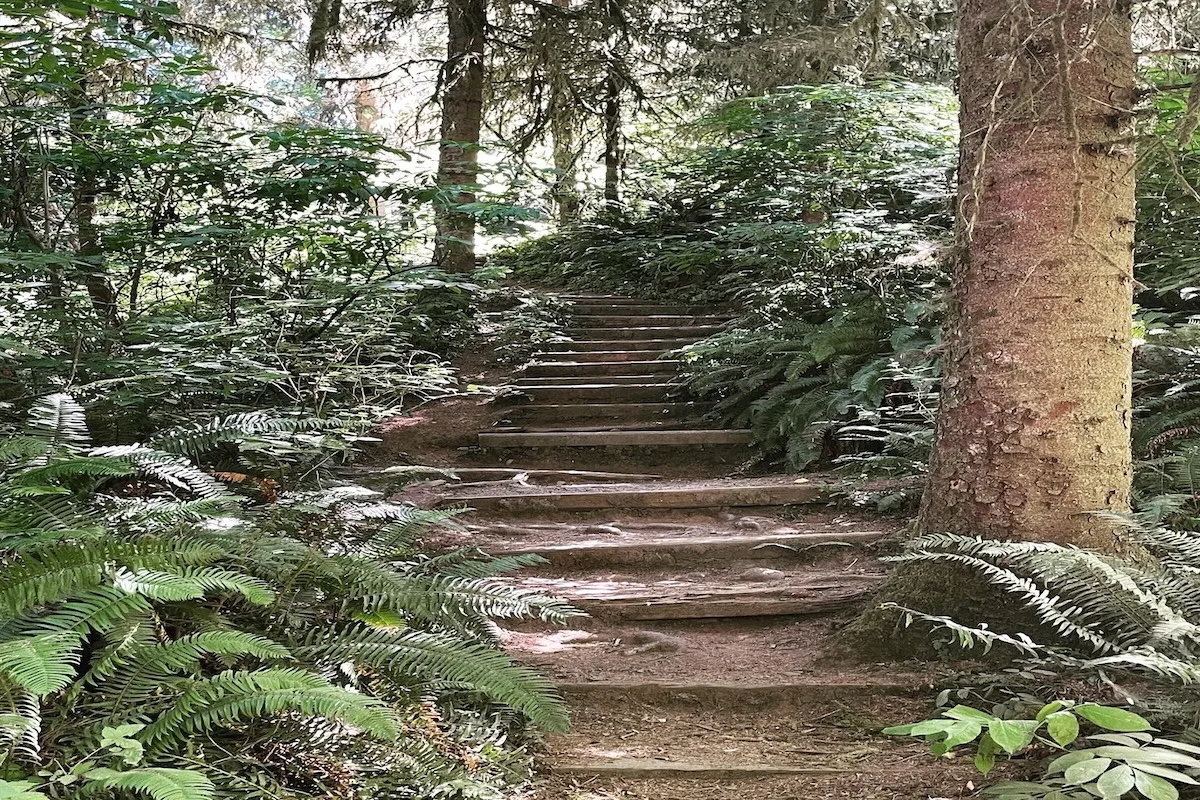 steps leading into the forest