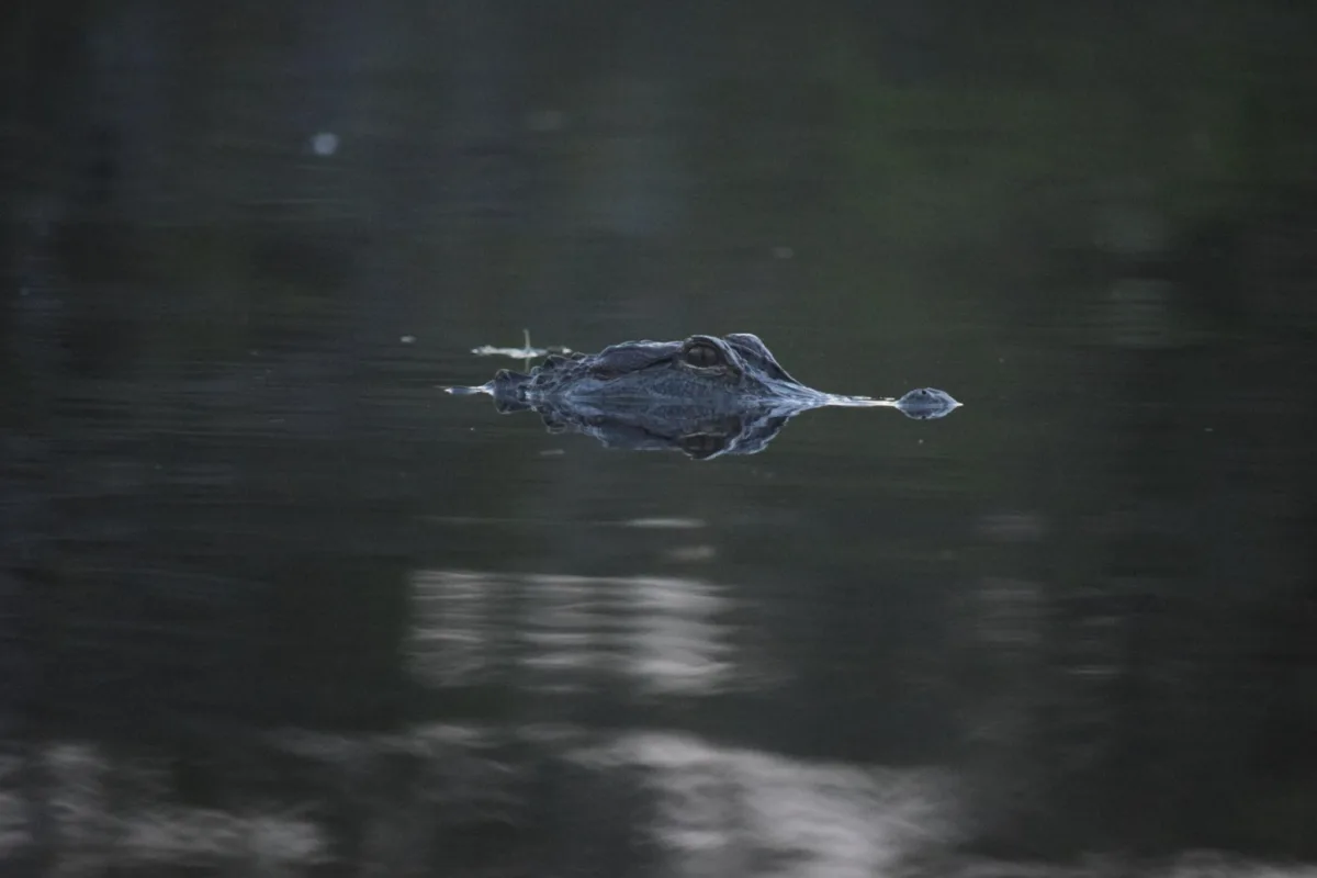 alligator swimming in the everglades in florida