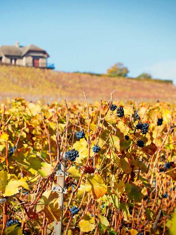 What Is The Best Time To Visit Champagne, France?