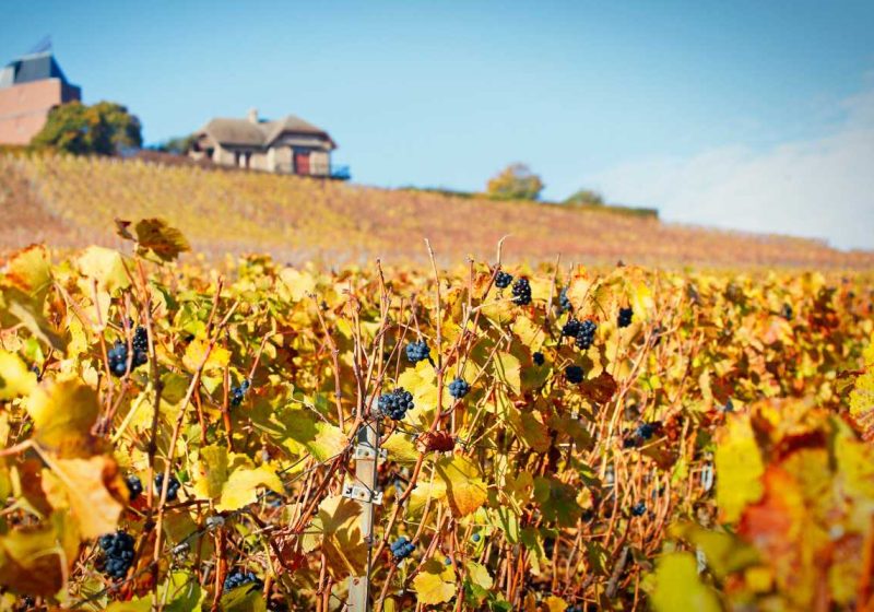 Champagne in Fall