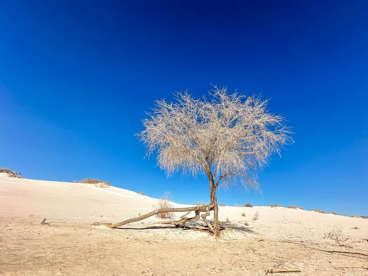 picture of a beautiful tree in the white sands national park in new mexico
