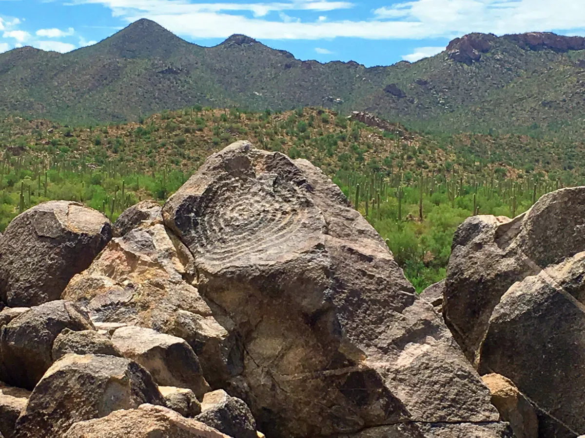 petroglyph site in the saguaro national park with mountains and lush forest in the backgorund