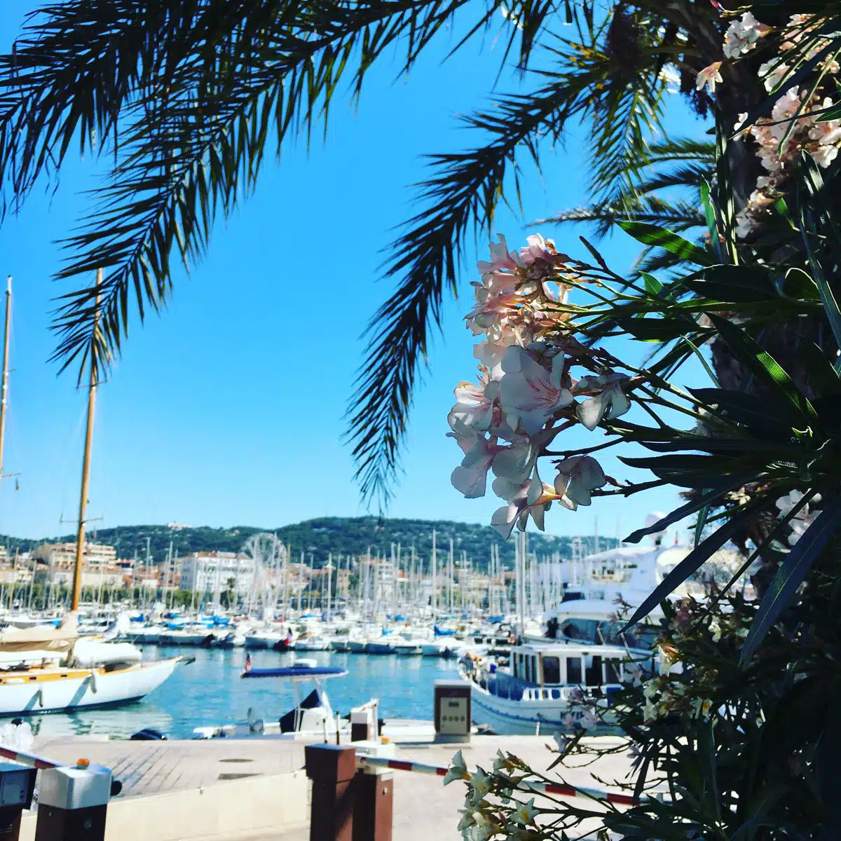 beautiful flower and palm trees in front of the yacht harbor in cannes