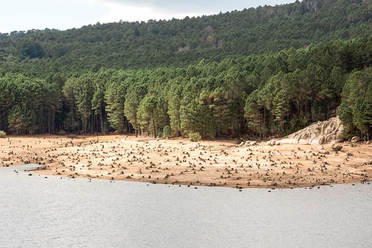A forested area with a dry lake bed filled with tree stumps, surrounded by a dense pine forest under an overcast sky. A great spot to visit in Corsica in one day