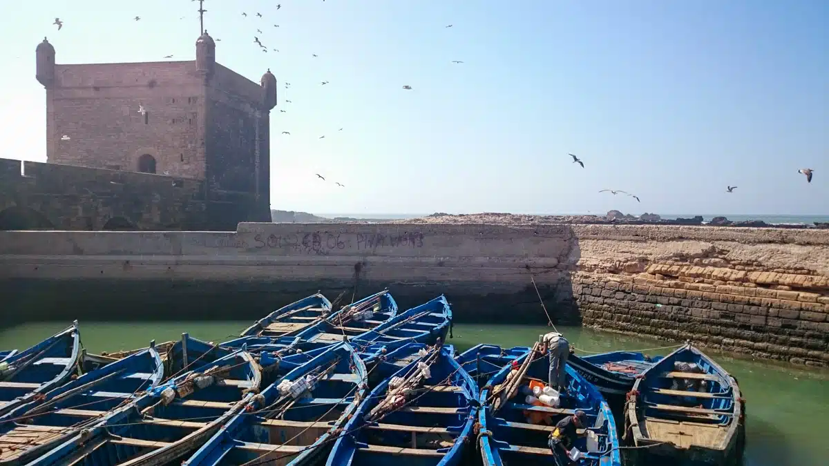 Traditional blue fishing boats clustered along the harbor of Essaouira with the historic Skala du Port fortress under the clear blue sky and seagulls flying overhead.