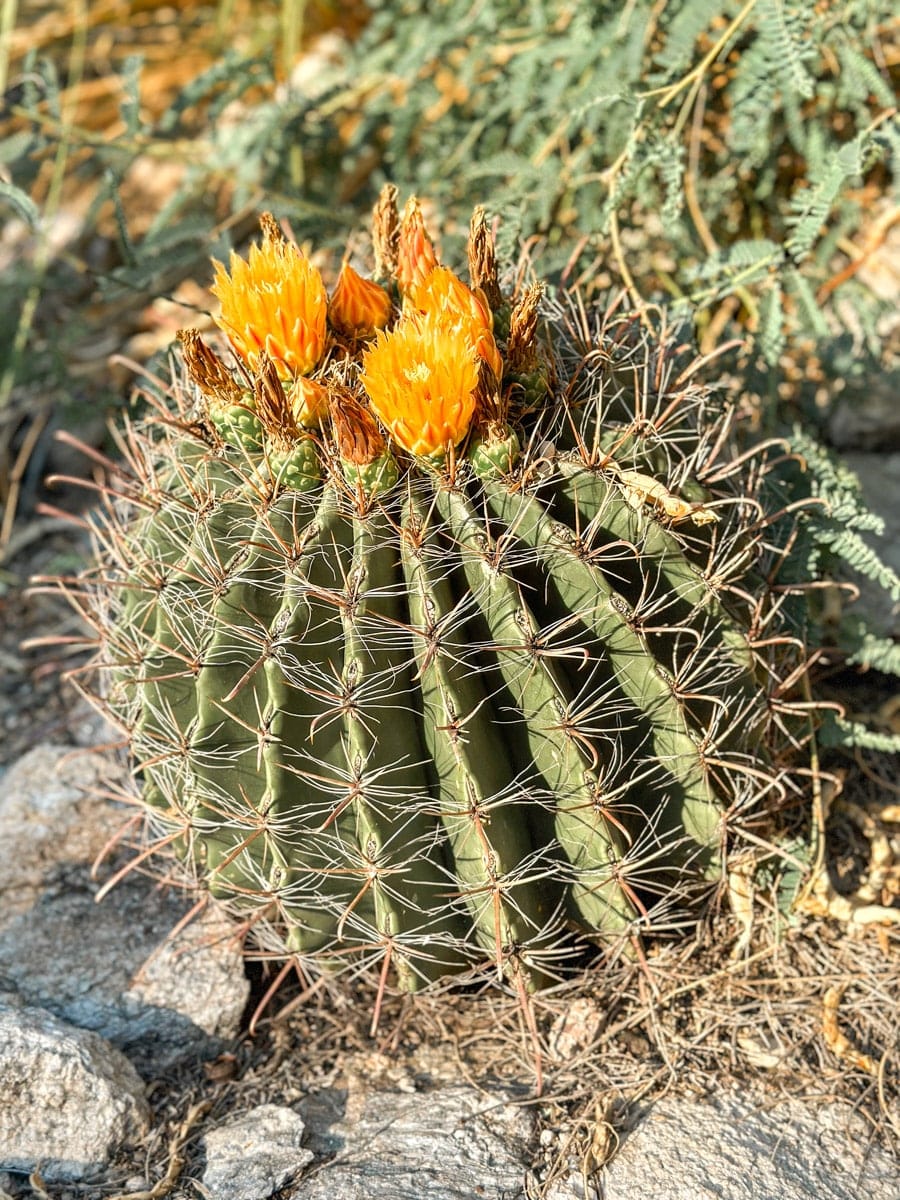 Close-up of a barrel cactus showcasing vibrant orange flowers and sharp spines, with a backdrop of other desert plants.