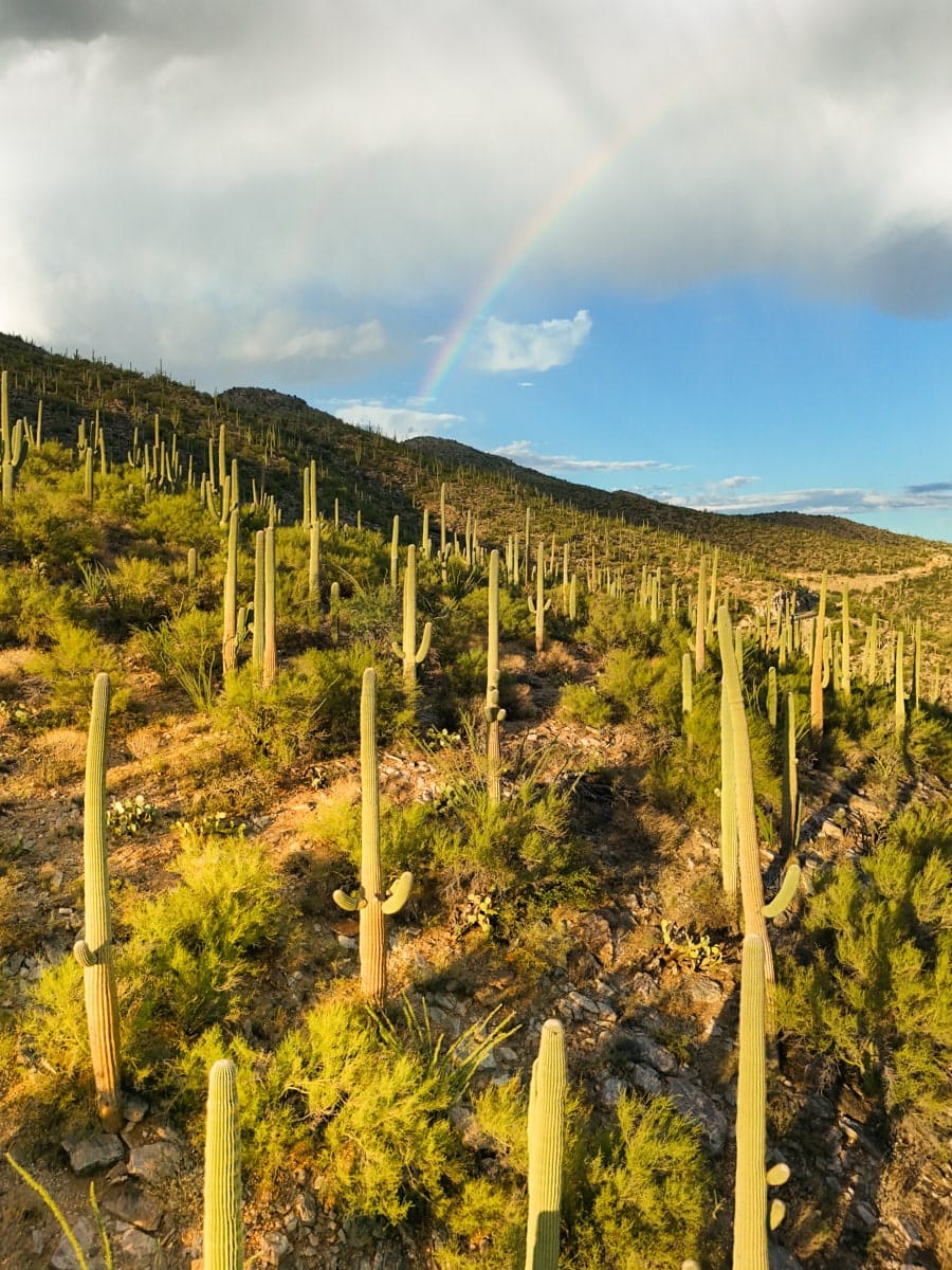 Vibrant desert landscape featuring dense saguaro cacti with a rainbow arching in the cloudy sky after a rain