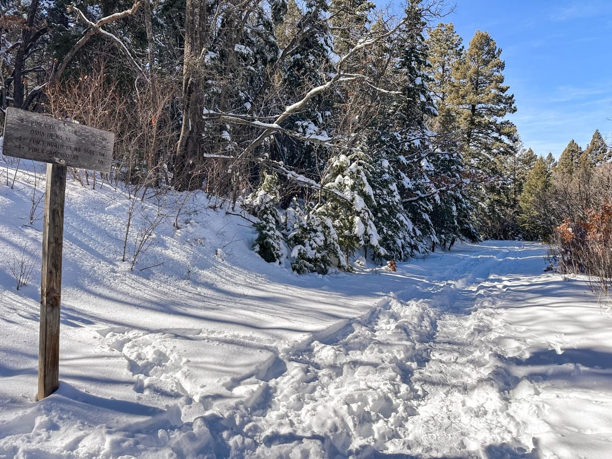 a lovely winter scenery with lots ofsnow in a forest in ruidoso