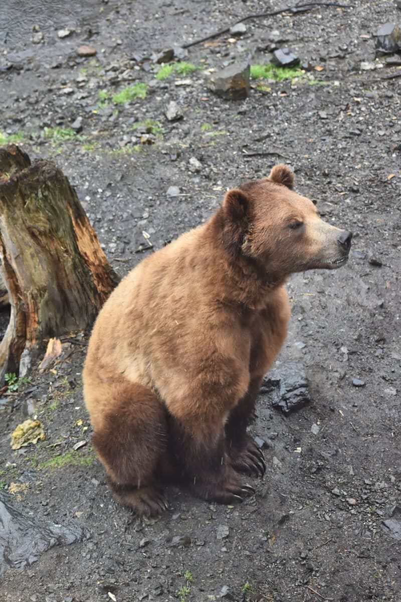 A brown bear sitting calmly on the ground at the Fortress of the Bear in Sitka, Alaska, with a tree stump and rocky terrain in the background
