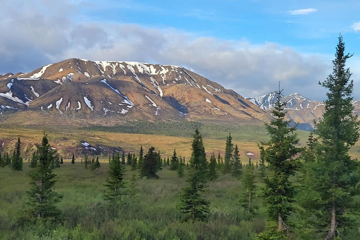 A scenic landscape of Denali National Park in Alaska, featuring rolling green fields, evergreen trees, and towering snow-dusted mountains under a bright blue sky