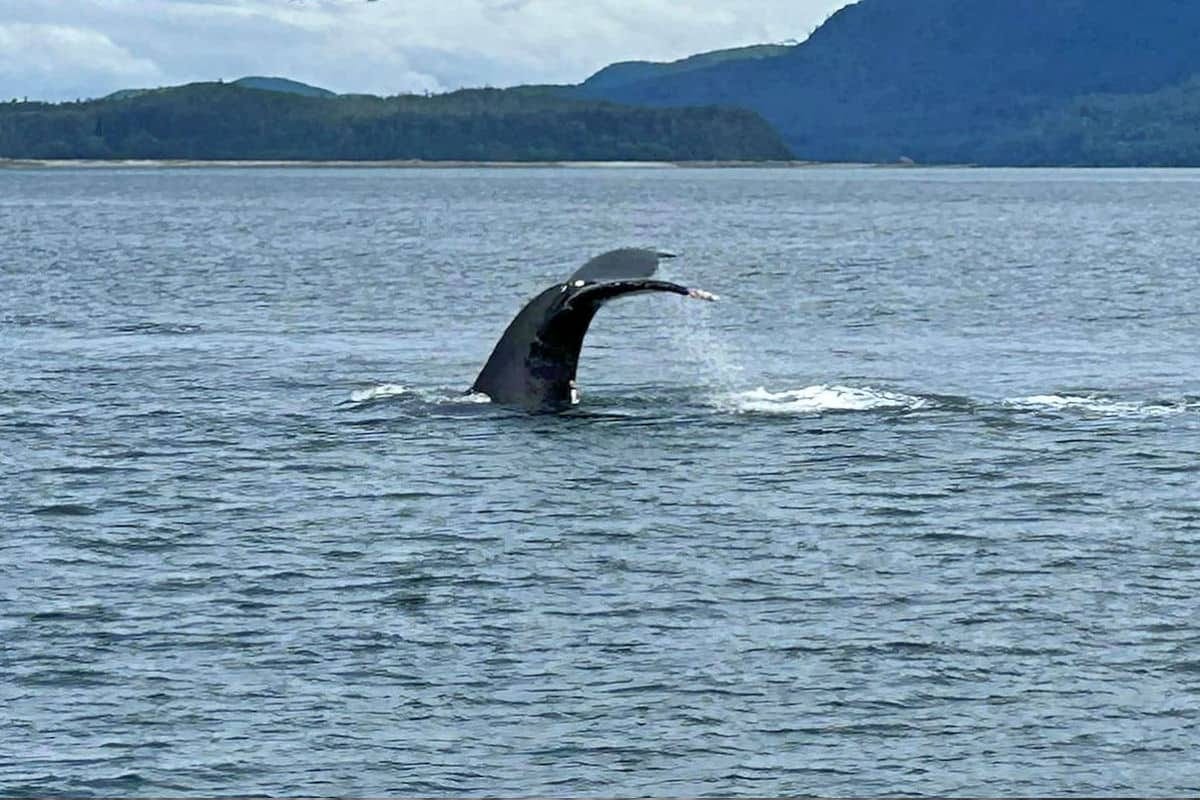 A humpback whale tail emerging from the water during a whale-watching tour in Juneau, Alaska, with distant green hills under a cloudy sky